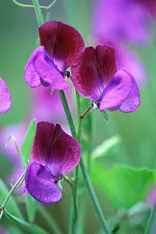 Lathyrus: Sweetpea