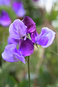 Lathyrus: Sweetpea