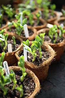 Biodegradable: Sweetpea