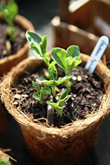 Biodegradable: Sweetpea