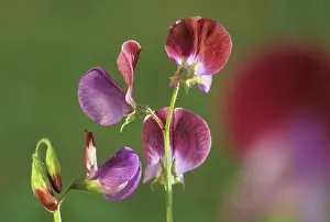 Leadership: Sweetpea