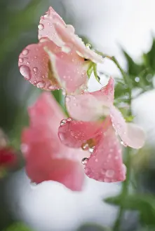 Lathyrus: Sweetpea