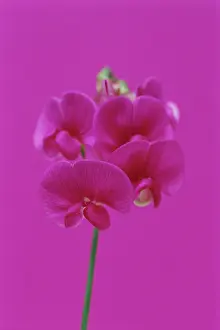Latifolius: Sweetpea