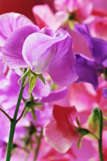 Royalty: Sweetpea