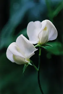 Aloof: Sweetpea