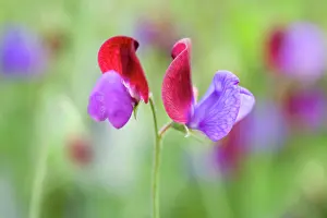 Lathyrus: Sweetpea