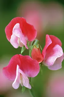 Lathyrus: Sweetpea