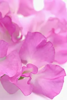Lathyrus: Sweetpea