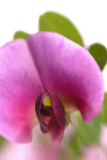 Lathyrus: Sweetpea