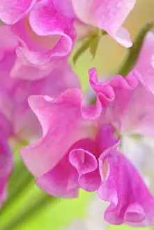 Lathyrus: Sweetpea