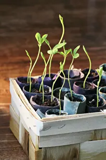 Lathyrus: Sweetpea