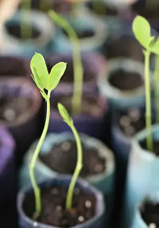 Lathyrus: Sweetpea