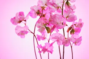 Lathyrus: Sweetpea