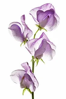Lathyrus: Sweetpea