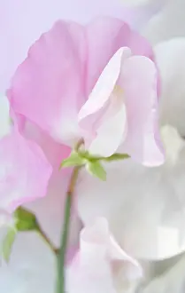 Lathyrus: Sweetpea