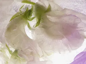Iced: Sweetpea