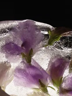 Iced: Sweetpea