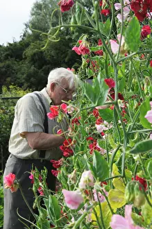 Thumb: Sweetpea