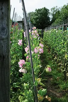 Organized: Sweetpea