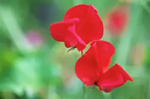 Lathyrus: Sweetpea