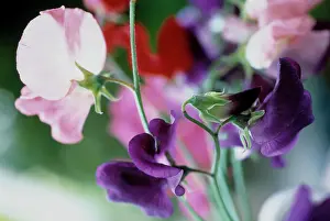 Lathyrus: Sweetpea