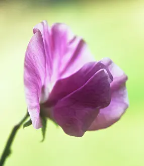 Lathyrus: Sweetpea