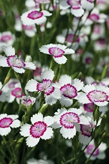 Dianthus: SweetWilliam