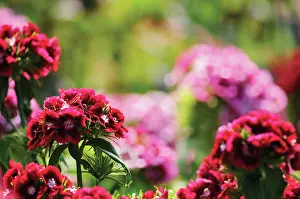 Dianthus: SweetWilliam