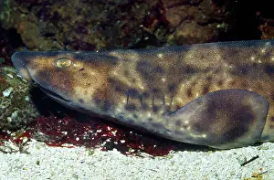 Swell: Swell Shark
