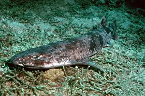 Swell: Swell Shark - This specimen came from deep water