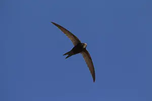 Swifts: Swift - adult bird in flight - Sweden