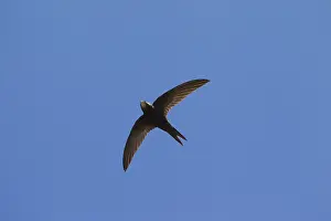 Swift: Swift - adult bird in flight - Sweden