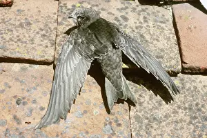 Swift: Swift (Apus apus)