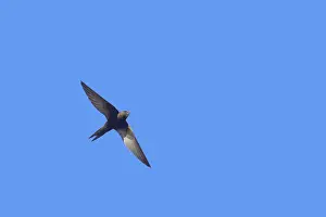 Apus: Swift - In flight