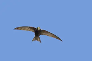Swifts: Swift - In Flight