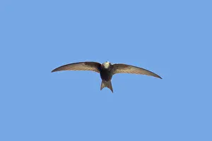 Apus: Swift - In Flight