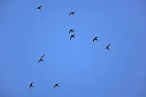 Apus: Swift - Flock in Flight