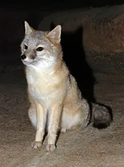 Velox: Swift Fox
