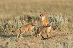 Velox: Swift Fox - Vulpes velox - This is a den in short