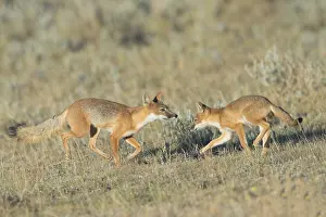 Velox: Swift Fox - Vulpes velox - This is a den in short