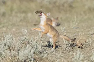 Velox: Swift Fox - Vulpes velox - This is a den in short