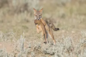Velox: Swift Fox - Vulpes velox - This is a den in short