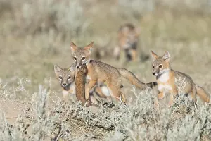 Sage: Swift Fox - Vulpes velox - This is a den in short