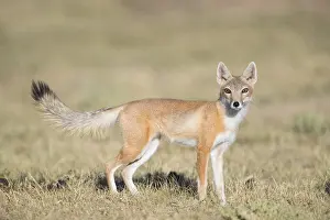 Sage: Swift Fox - Vulpes velox - This is a den in short