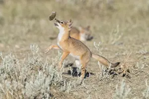 Sage: Swift Fox - Vulpes velox - This is a den in short