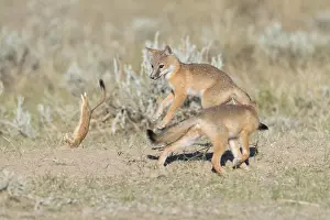 Sage: Swift Fox - Vulpes velox - This is a den in short