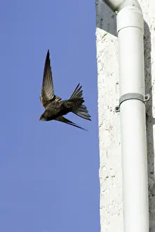 Swifts: Swift - Leaving nest in building roof