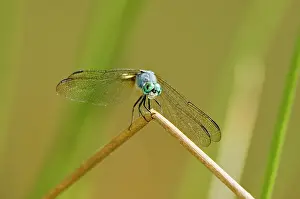 Swift: Swift long-winged skimmer, Pachydiplax longipennis