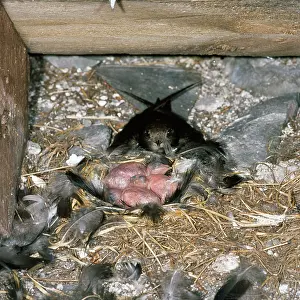 Swifts: Swift - at nest with young