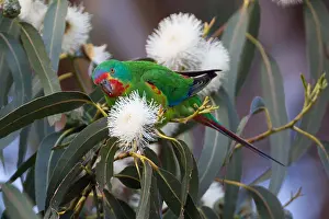 Swift: Swift Parrot - At the Captain Cook Campground -